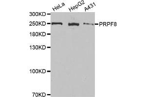 Western Blotting (WB) image for anti-PRP8 Pre-mRNA Processing Factor 8 (PRPF8) antibody (ABIN1877080) (PRPF8 anticorps)