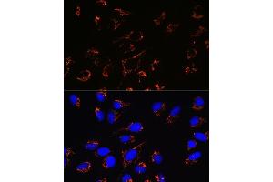 Immunofluorescence analysis of U-2 OS cells using Peroxiredoxin 3 (PRDX3) (PRDX3) Rabbit mAb (ABIN7269237) at dilution of 1:100 (40x lens). (Peroxiredoxin 3 anticorps)