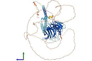 AlphaFold protein structure predicition of Mouse Recombinant Tle4 Protein, UniprotID Q62441