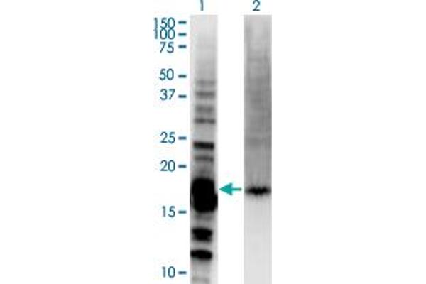 DAZAP2 antibody  (AA 1-168)