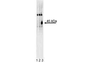 Western blot analysis of Sox17 in definitive endoderm derived from human embryonic stem (ES) cells. (SOX17 anticorps)