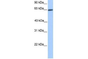 Transfected 293T; WB Suggested Anti-ZNF449 Antibody Titration: 0. (ZNF449 anticorps  (N-Term))