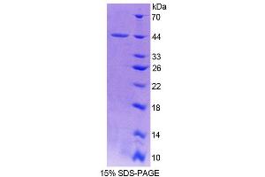 SDS-PAGE analysis of Mouse Profilin 3 Protein.