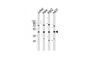 All lanes : Anti-RBMX Antibody (Center) at 1:2000 dilution Lane 1: Jurkat whole cell lysates Lane 2: Hela whole cell lysates Lane 3: K562 whole cell lysates Lane 4: A431 whole cell lysates Lysates/proteins at 20 μg per lane. (RBMX anticorps  (AA 222-252))