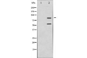 Western blot analysis of PI3-kinase p85-alpha/gamma expression in H2O2 treated COS7 whole cell lysates,The lane on the left is treated with the antigen-specific peptide. (PI3K p85 alpha/gamma anticorps)