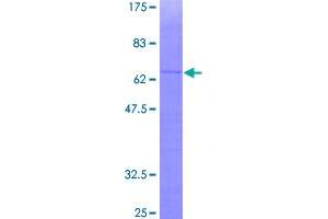 Image no. 1 for G Protein Pathway Suppressor 2 (GPS2) (AA 1-327) protein (GST tag) (ABIN1355661)