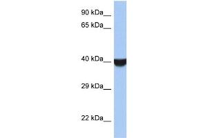 WB Suggested Anti-TMED8 Antibody Titration: 0. (TMED8 anticorps  (Middle Region))