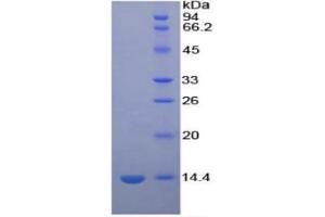 SDS-PAGE of Protein Standard from the Kit  (Highly purified E. (PF4 Kit ELISA)