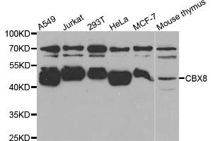 Western blot analysis of extracts of various cell lines, using CBX8 antibody (ABIN5973663) at 1/1000 dilution. (CBX8 anticorps)