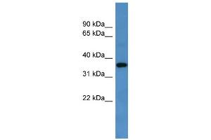 WB Suggested Anti-Gpr88 Antibody Titration: 0. (GPR88 anticorps  (C-Term))