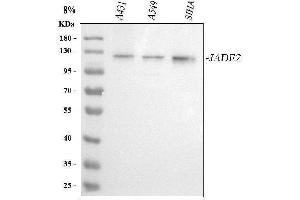 anti-PHD Finger Protein 15 (PHF15) (AA 36-260) antibody