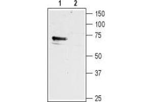 Western blot analysis of mouse brain membranes: - 1. (HRH1 anticorps  (3rd Intracellular Loop))