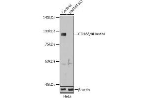 Western blot analysis of extracts from normal (control) and CD168/RHAMM Rabbit pAb knockout (KO) HeLa cells, using CD168/RHAMM Rabbit pAb antibody (ABIN6131278, ABIN6141879, ABIN6141880 and ABIN6216074) at 1:1000 dilution. (HMMR anticorps  (AA 1-300))