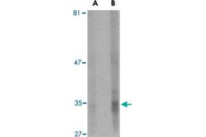 Western blot analysis of ENDOG expression in HepG2 cell lysate with ENDOG monoclonal antibody, clone 7F2G10  at (A) 5 and (B) 10 ug/mL .