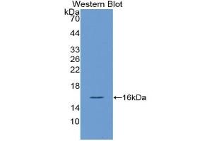 Detection of Recombinant VEGF121, Human using Polyclonal Antibody to Vascular Endothelial Growth Factor 121 (VEGF121)