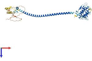 AlphaFold protein structure predicition of Mouse Recombinant Becn1 Protein, UniprotID O88597