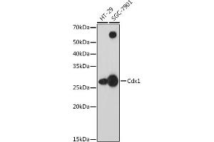 Western blot analysis of extracts of various cell lines, using Cdx1 antibody (ABIN7266151) at 1:1000 dilution. (CDX1 anticorps)