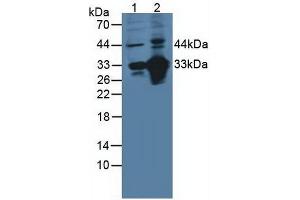 Figure. (CD46 anticorps  (AA 147-285))