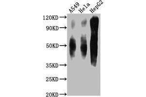 Western Blot Positive WB detected in: A549 whole cell lysate, Hela whole cell lysate, HepG2 whole cell lysate All lanes CD63 antibody at 1:1000 Secondary Goat polyclonal to mouse IgG at 1/50000 dilution Predicted band size: 30-120 KD KDa Observed band size: 30-120 KD KDa Exposure time:1 min (CD63 anticorps  (AA 103-203))