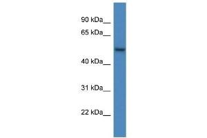 Western Blot showing ARHGAP19 antibody used at a concentration of 1 ug/ml against PANC1 Cell Lysate (ARHGAP19 anticorps  (C-Term))