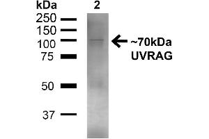 Western blot analysis of Human 293T showing detection of ~70kDa UVRAG protein using Rabbit Anti-UVRAG Polyclonal Antibody . (UVRAG anticorps  (C-Term) (FITC))