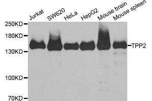 Western blot analysis of extracts of various cell lines, using TPP2 antibody (ABIN5973821) at 1/1000 dilution. (Tpp2 anticorps)