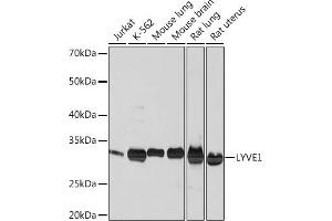 Western blot analysis of extracts of various cell lines, using LYVE1 Rabbit mAb (ABIN1682995, ABIN3018843, ABIN3018844 and ABIN7101671) at 1:1000 dilution. (LYVE1 anticorps)