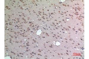Immunohistochemistry (IHC) analysis of paraffin-embedded Rat Brain, antibody was diluted at 1:100. (Apelin anticorps  (C-Term))
