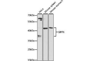 Western blot analysis of extracts of various cell lines, using SIRT6 antibody (ABIN6134064, ABIN6147800, ABIN6147801 and ABIN6223284) at 1:1000 dilution. (SIRT6 anticorps  (C-Term))