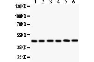 Anti- CD25/IL-2sR Alpha antibody, Western blottingAll lanes: Anti CD25/IL-2sR Alpha  at 0. (CD25 anticorps  (N-Term))