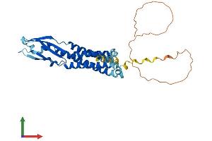 AlphaFold protein structure predicition of Mouse Recombinant Syp Protein, UniprotID Q62277