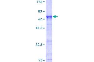Image no. 1 for Impact Homolog (IMPACT) (AA 1-320) protein (GST tag) (ABIN1307887)