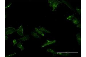 Immunofluorescence of monoclonal antibody to GPC5 on HeLa cell. (GPC5 anticorps  (AA 1-572))