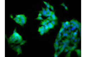 Immunofluorescence staining of 293 cells with ABIN7161486 at 1:200, counter-stained with DAPI.