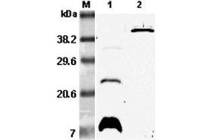 Western blot analysis using anti-RELM-β (mouse), pAb  at 1:5'000 dilution. (RETNLB anticorps)