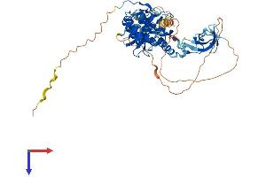 AlphaFold protein structure predicition of Human Recombinant CLIP3 Protein, UniprotID Q96DZ5