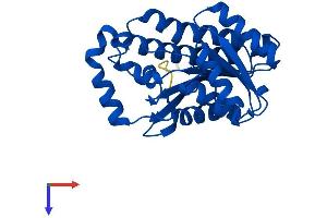 AlphaFold protein structure predicition of Human Recombinant HPGD Protein, UniprotID P15428