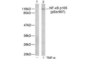 Western blot analysis of extract from HeLa cells untreated or treated with TNF-α using NF-kappa,B p105(phospho-Ser907) antibody.
