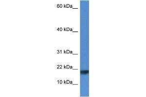 WB Suggested Anti-Iscu Antibody Titration: 1. (ISCU anticorps  (N-Term))