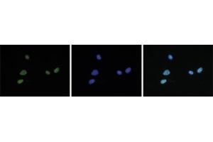 Immunofluorescent staining of mouse NIH3T3 cell line with antibody followed by an anti-rabbit antibody conjugated to Alexa488 (left). (HIST1H4A anticorps  (acLys5, acLys8, acLys12, acLys16))