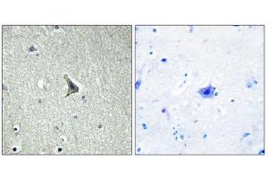 Immunohistochemistry analysis of paraffin-embedded human brain tissue using GPR137C antibody. (GPR137C anticorps  (Internal Region))
