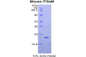 SDS-PAGE analysis of Mouse Integrin alpha M (ITGAM) Protein. (CD11b Protéine)