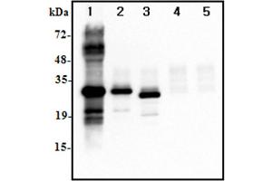 Immunoprecipitation of human IL-37 using anti-IL-37  at 1:500 dilutions:  1.