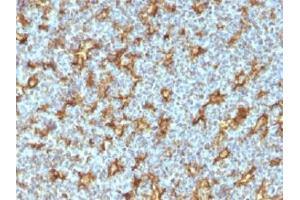 IHC testing of human tonsil with CD11c antibody (clone ITGAX/1242).