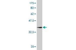 Western Blot detection against Immunogen (36.