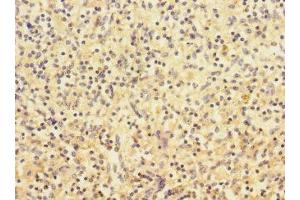 Immunohistochemistry of paraffin-embedded human spleen tissue using ABIN7161344 at dilution of 1:100