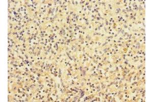 Immunohistochemistry of paraffin-embedded human spleen tissue using ABIN7161344 at dilution of 1:100 (CHRNA2 anticorps  (AA 27-264))