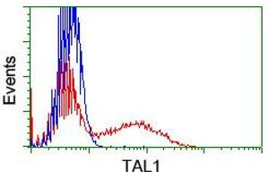 Image no. 2 for anti-T-Cell Acute Lymphocytic Leukemia 1 (TAL1) antibody (ABIN1501287) (TAL1 anticorps)