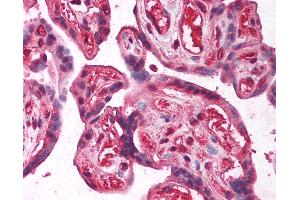 Anti-E2F2 antibody IHC of human placenta. (E2F2 anticorps  (AA 191-240))