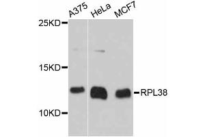 Western blot analysis of extracts of various cell lines, using RPL38 antibody (ABIN6293908) at 1:3000 dilution. (RPL38 anticorps)